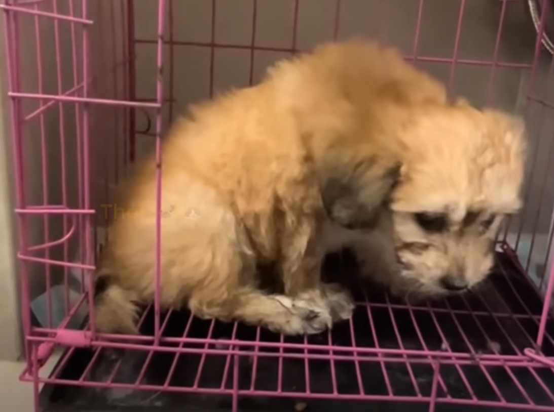 a brown dog in a pink cage with its head down