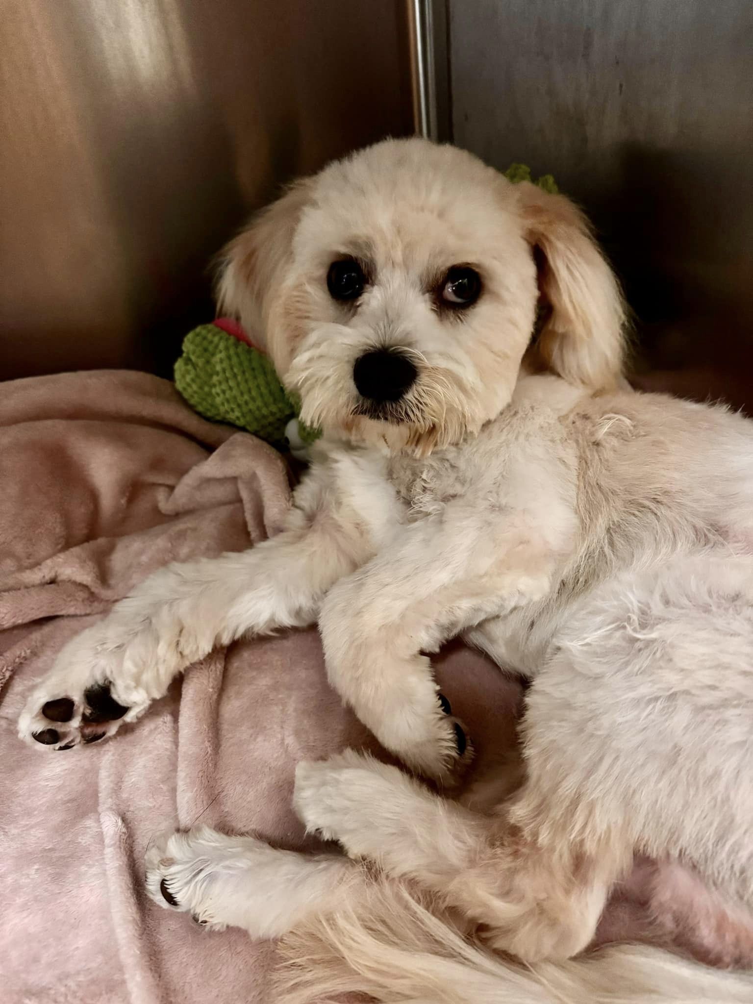 a cute dog with a haircut on a blanket