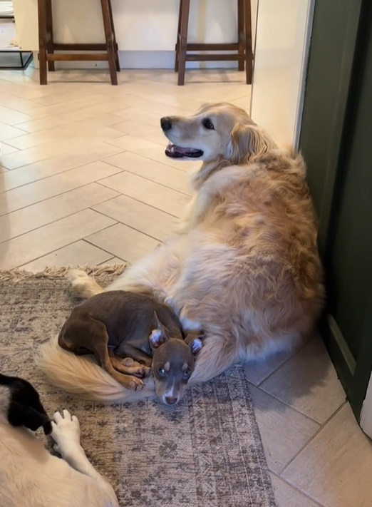 a cute puppy lies on a golden retriever