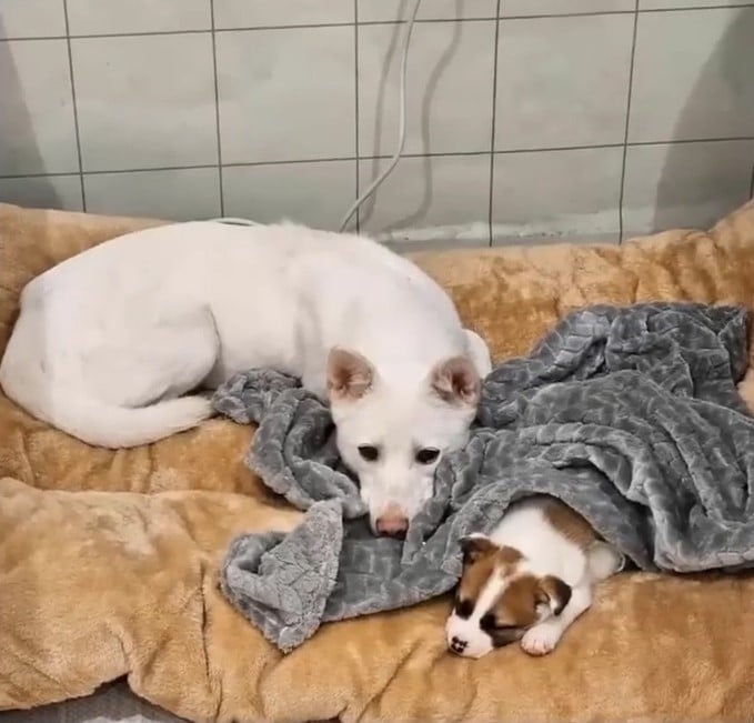 a dog cares for its puppy