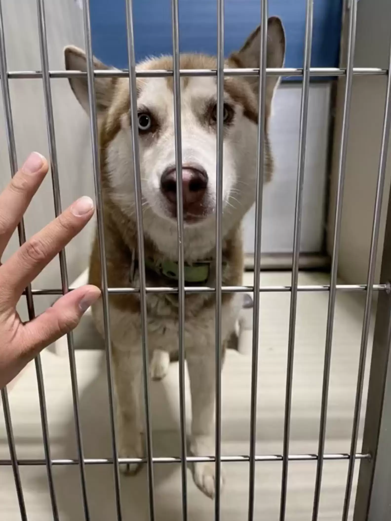 a dog in a cage looks at its owner