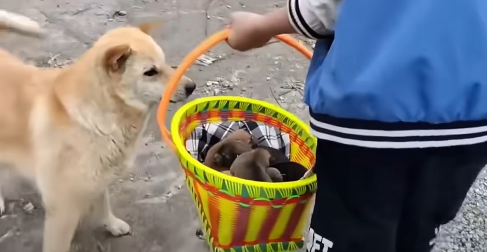 a dog is standing next to a basket with puppies