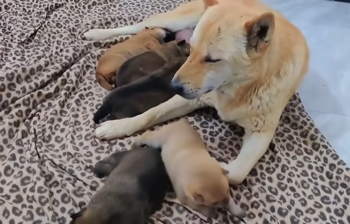 a dog lies next to her puppies