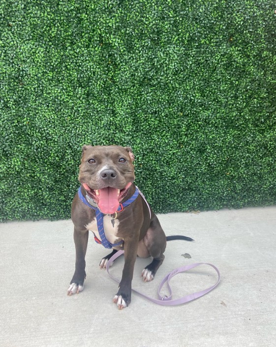 a dog on a leash sits on the pavement with its tongue out