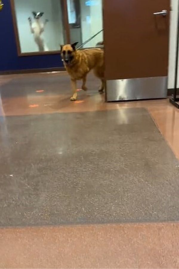 a dog on a leash stands by the door