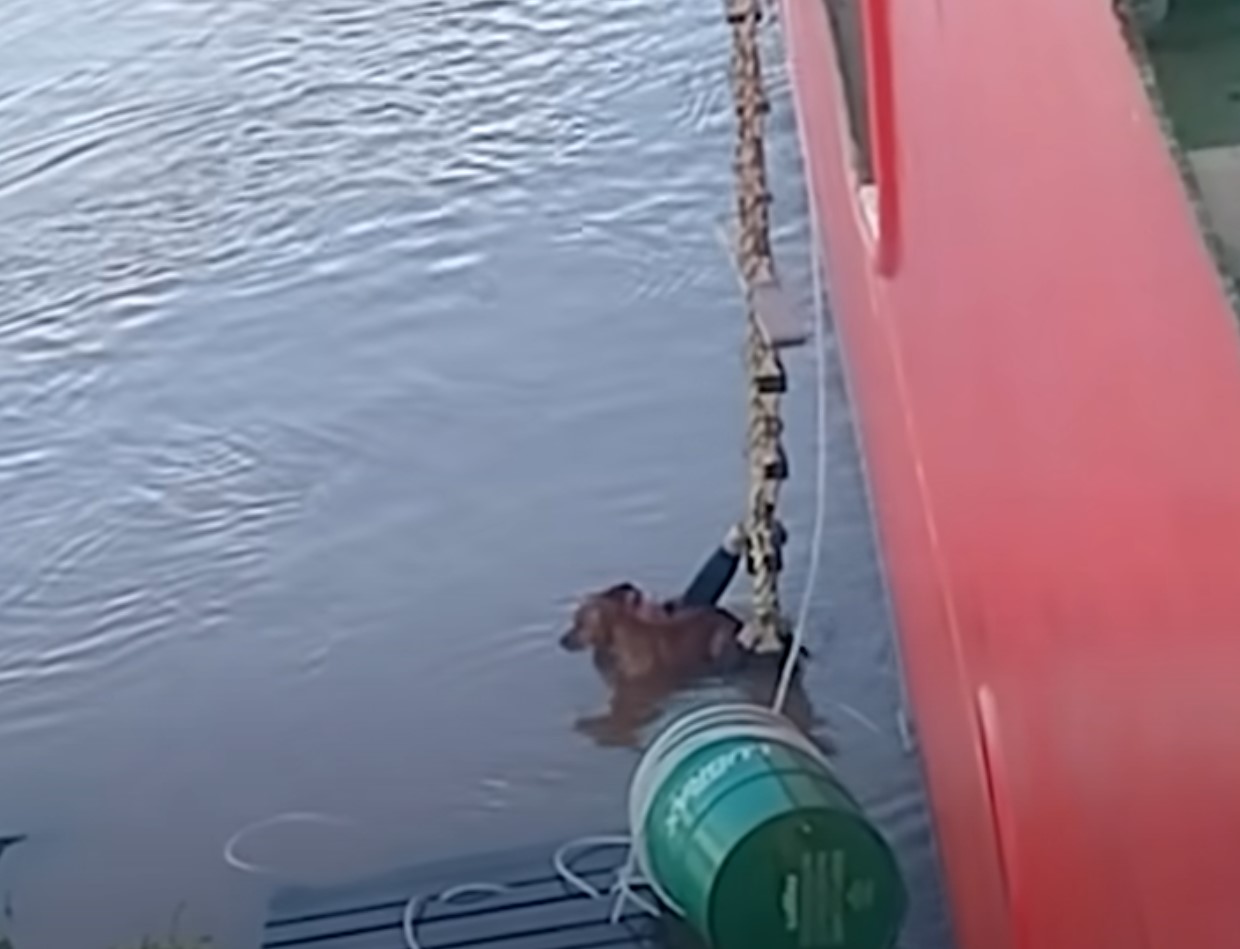 a dog struggling in water