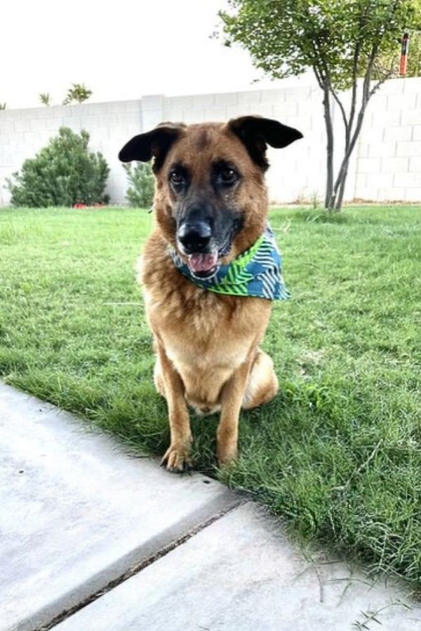 a dog with a scarf around its neck is sitting in the garden