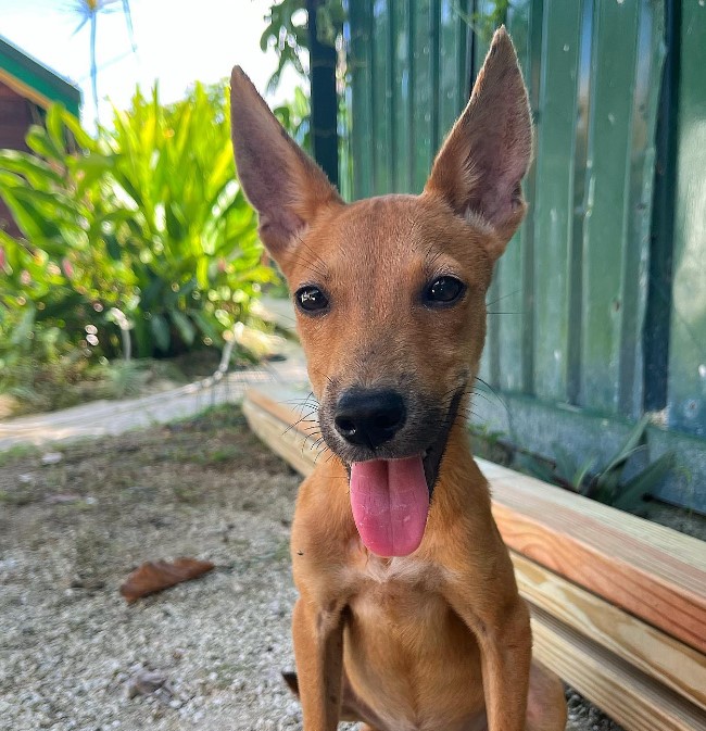 a dog with long ears and tongue sticking out is looking at the camera