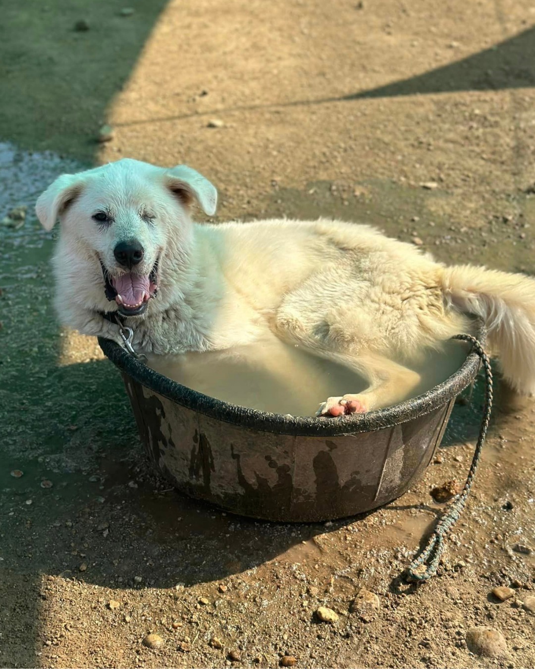 a dog with one eye is lying in a basin full of water