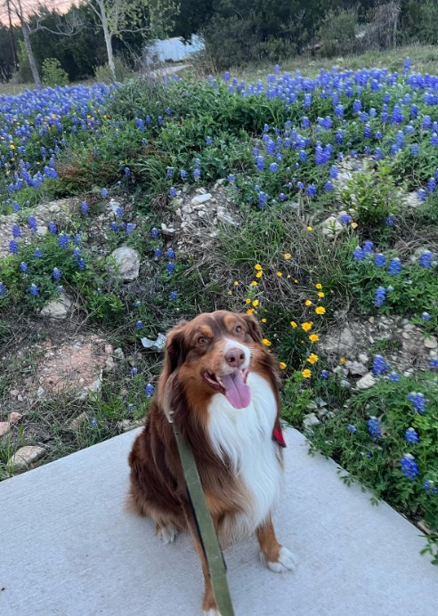 a happy dog ​​with its tongue out is sitting on the pavement