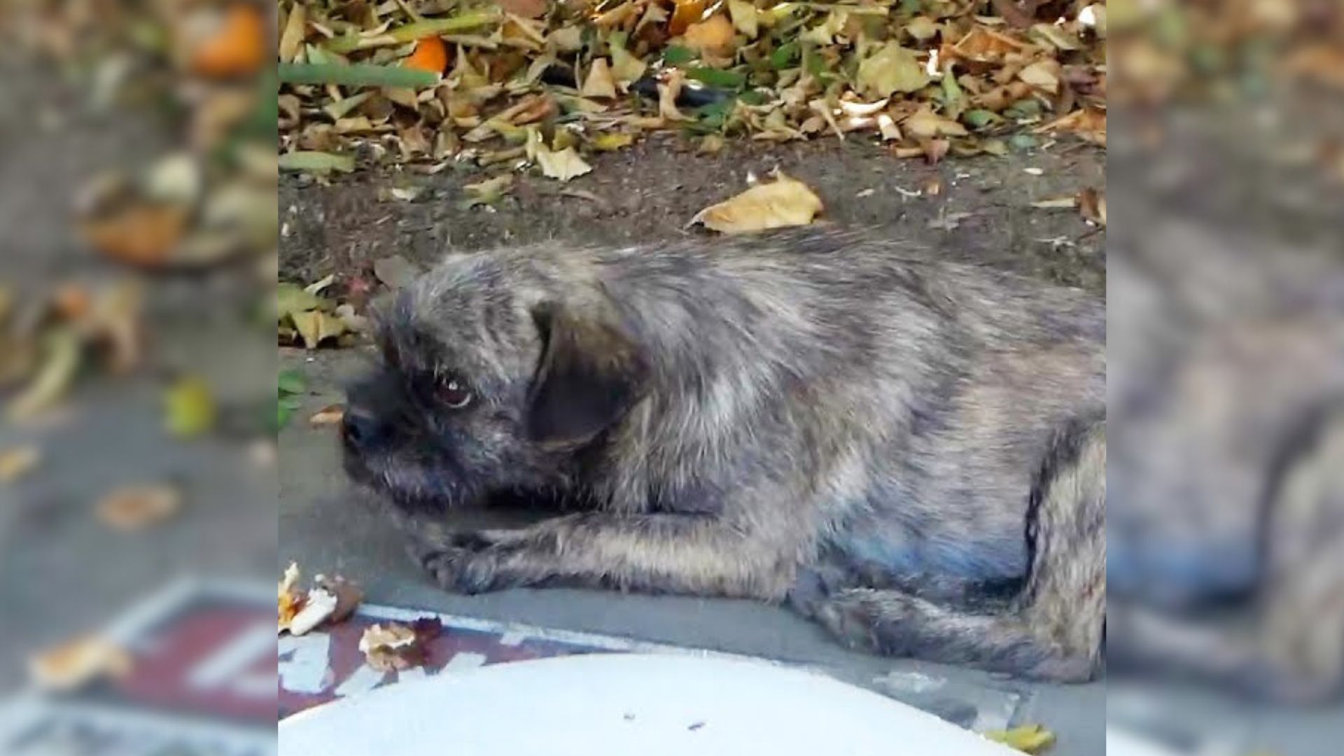 Tiny Puppy Left Heartbroken And Confused As Owners Abandon Him In Industrial Area