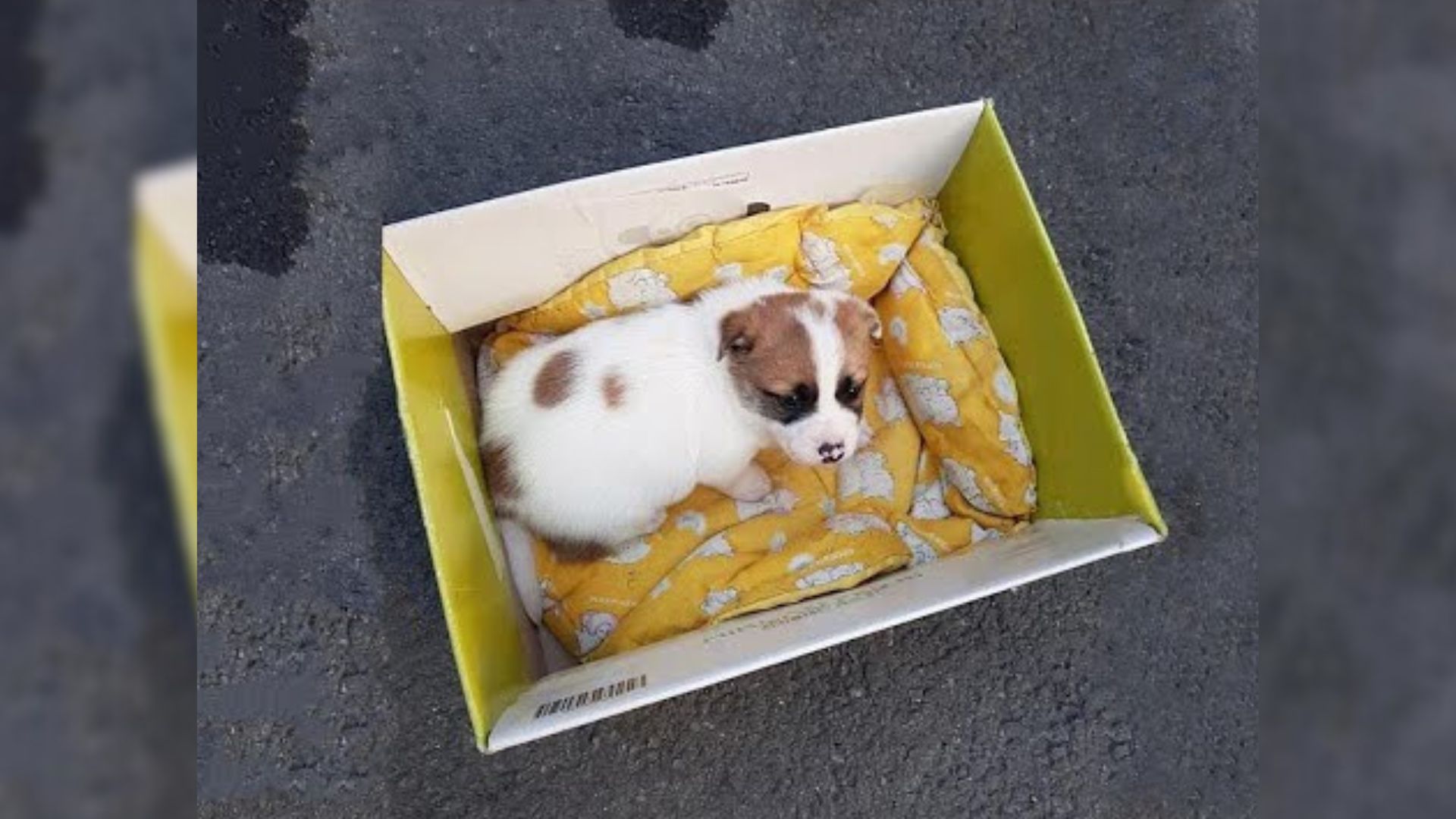 Crying Puppy Cruelly Left In Trash Just Wanted Someone To Help Her, But Then Something Amazing Happened