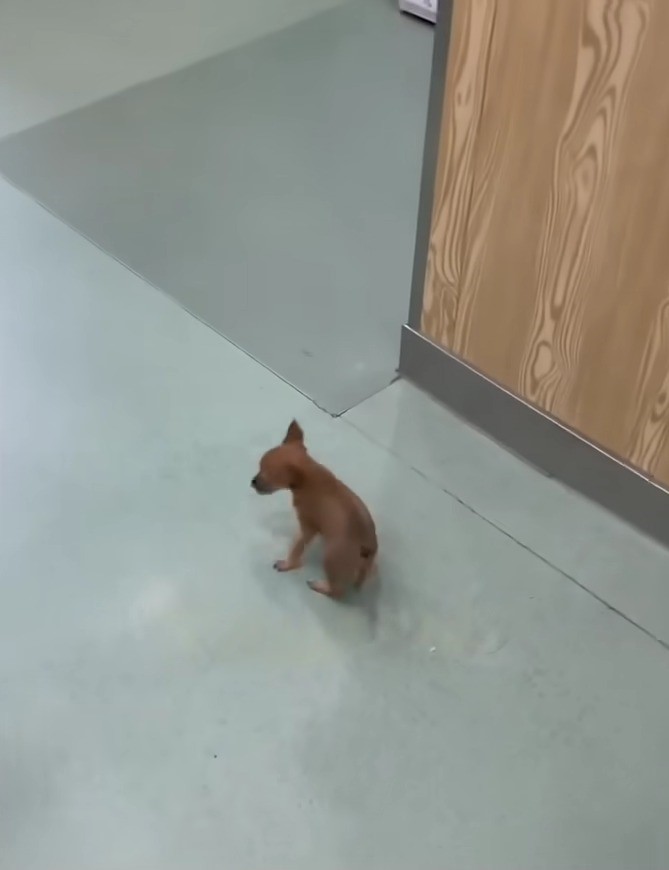 a little puppy walks on the tiles