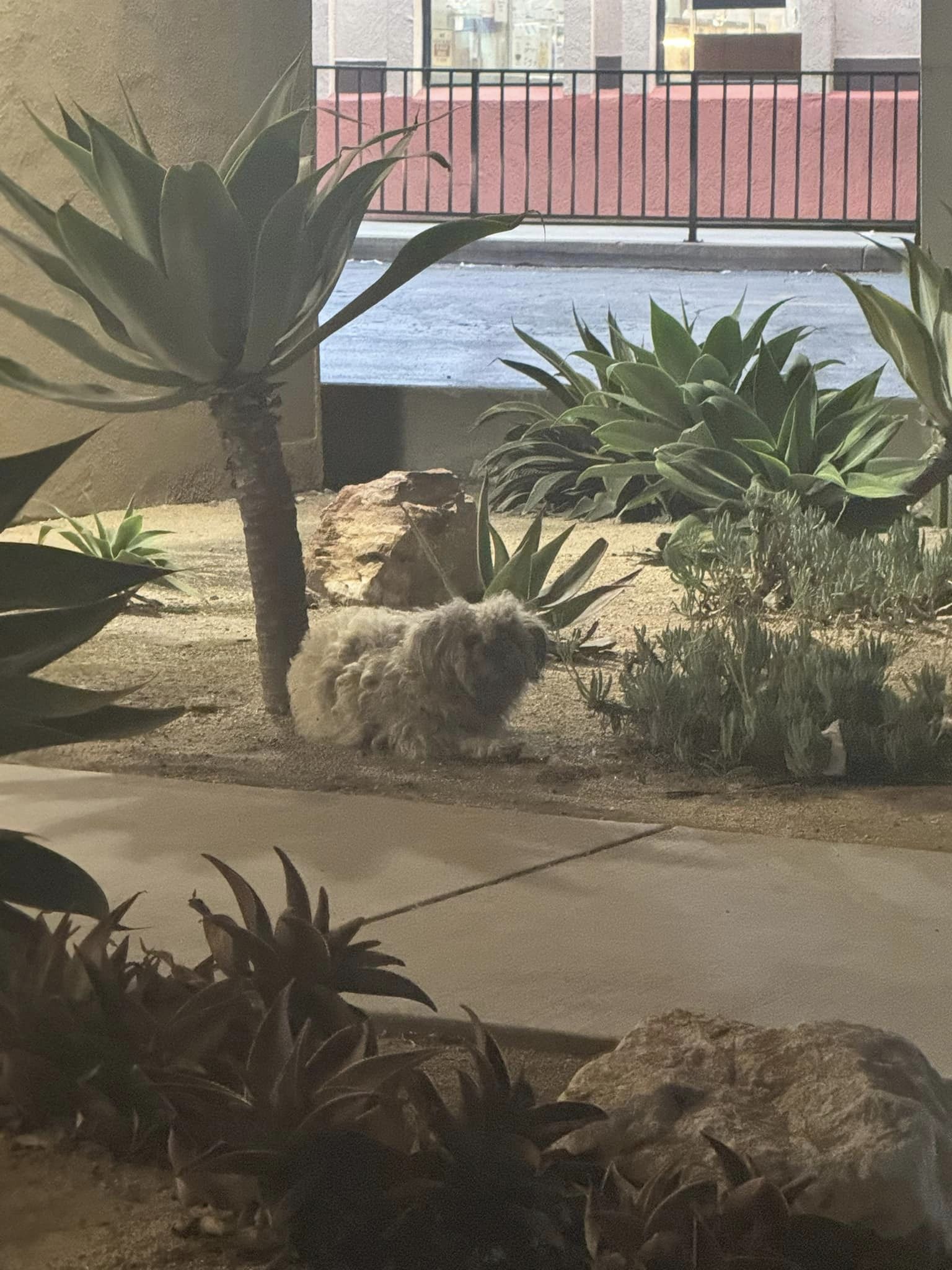 a lonely dog ​​lies under a palm tree