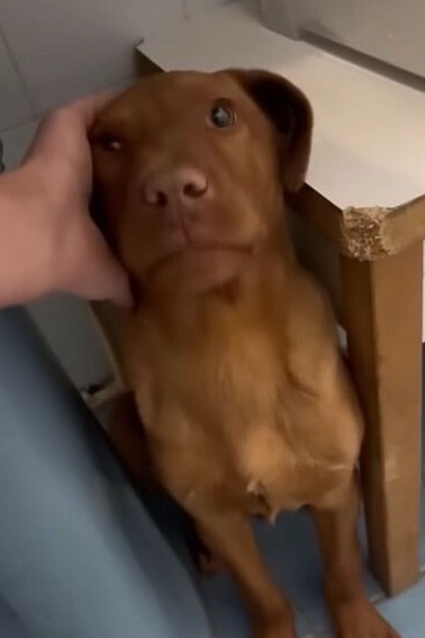 a man caresses a brown dog