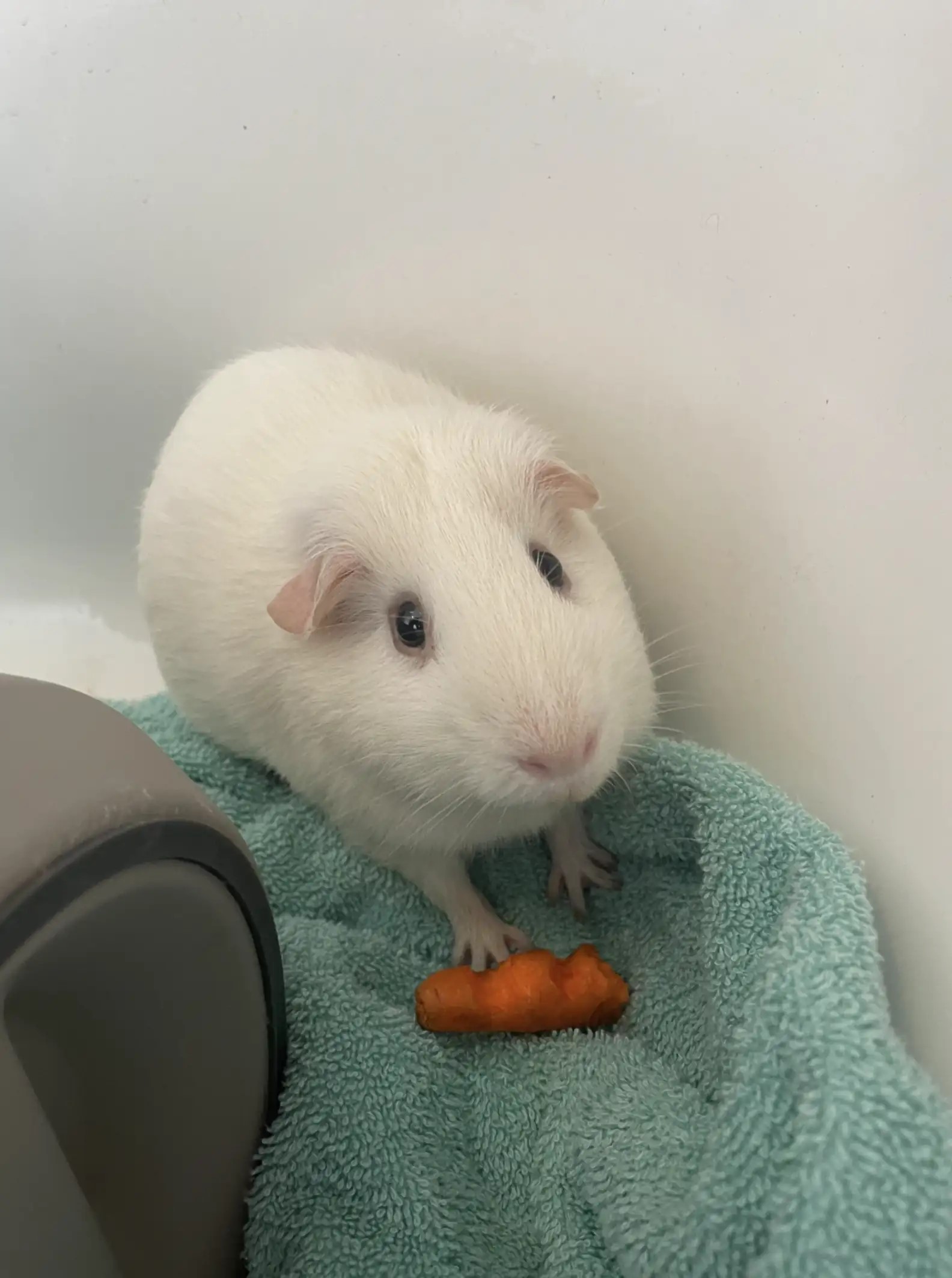 a rabbit poses with a carrot