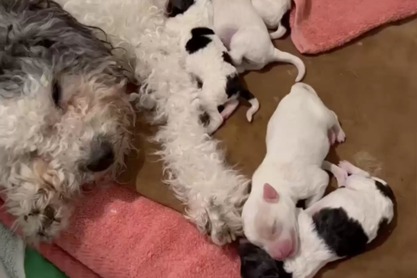 a rescued dog with her puppies