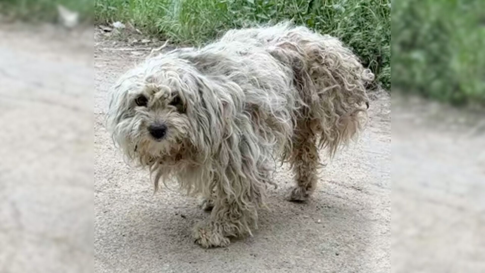 Hungry Three-Legged Pup Desperately Looked For Food, But Then Something Amazing Happened