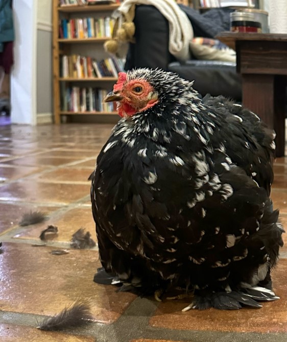 a scrawny chicken sits on the tiles