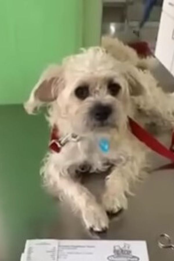 a shaggy white dog on a table with a leash