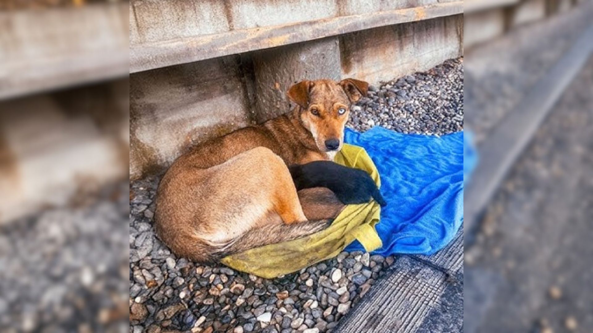 A Sorrowful Stray Mama Dog Was Pleading For Help While She Was Holding Her Puppies in Her Arms