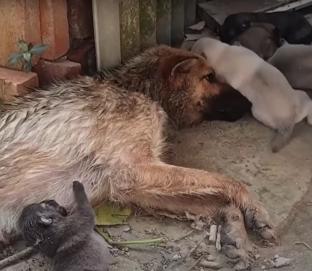 a strong mother dog lies next to her puppies