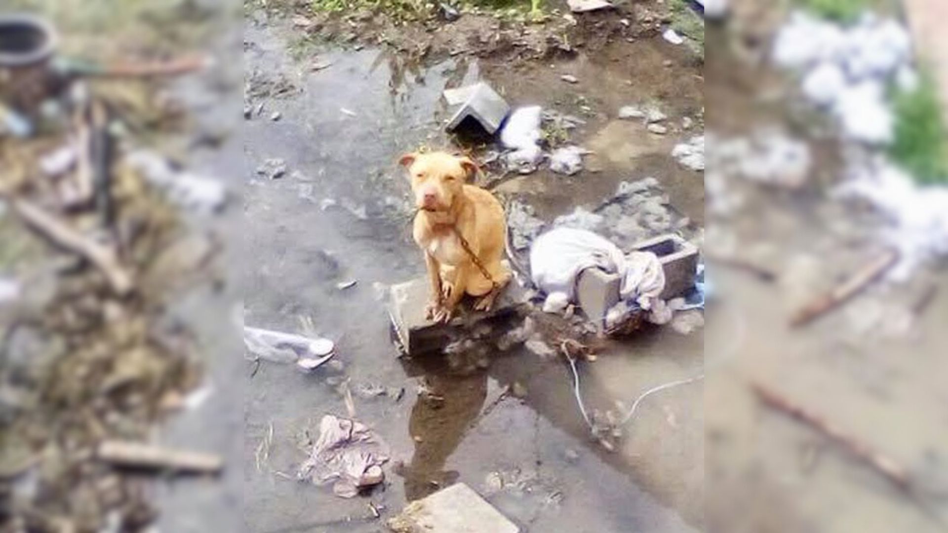 Dog Tied To A Chain In A Puddle Of Water With No Food Begs People For Help