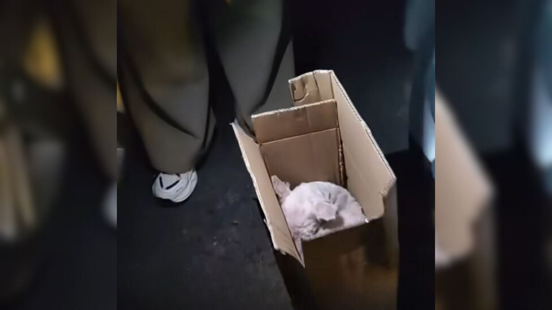 Crying Puppy Curls Up In A Cardboard Box After Being Cruelly Abandoned At A Parking Lot