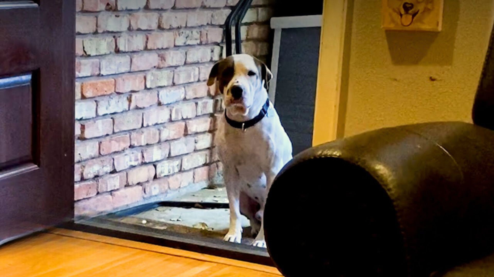 Dog Too Scared To Go Inside A House Changes Completely When He Meets His New Mom