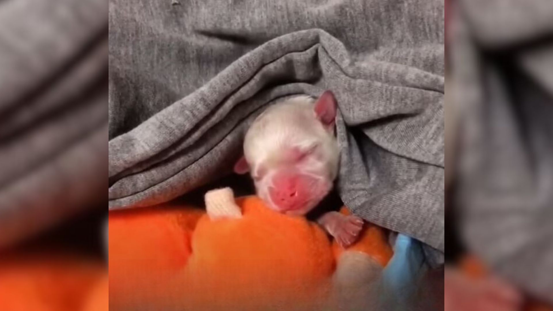 A Tiny Crying Puppy Who Was Dumped In The Trash Just Hours After Being Born Finds True Love