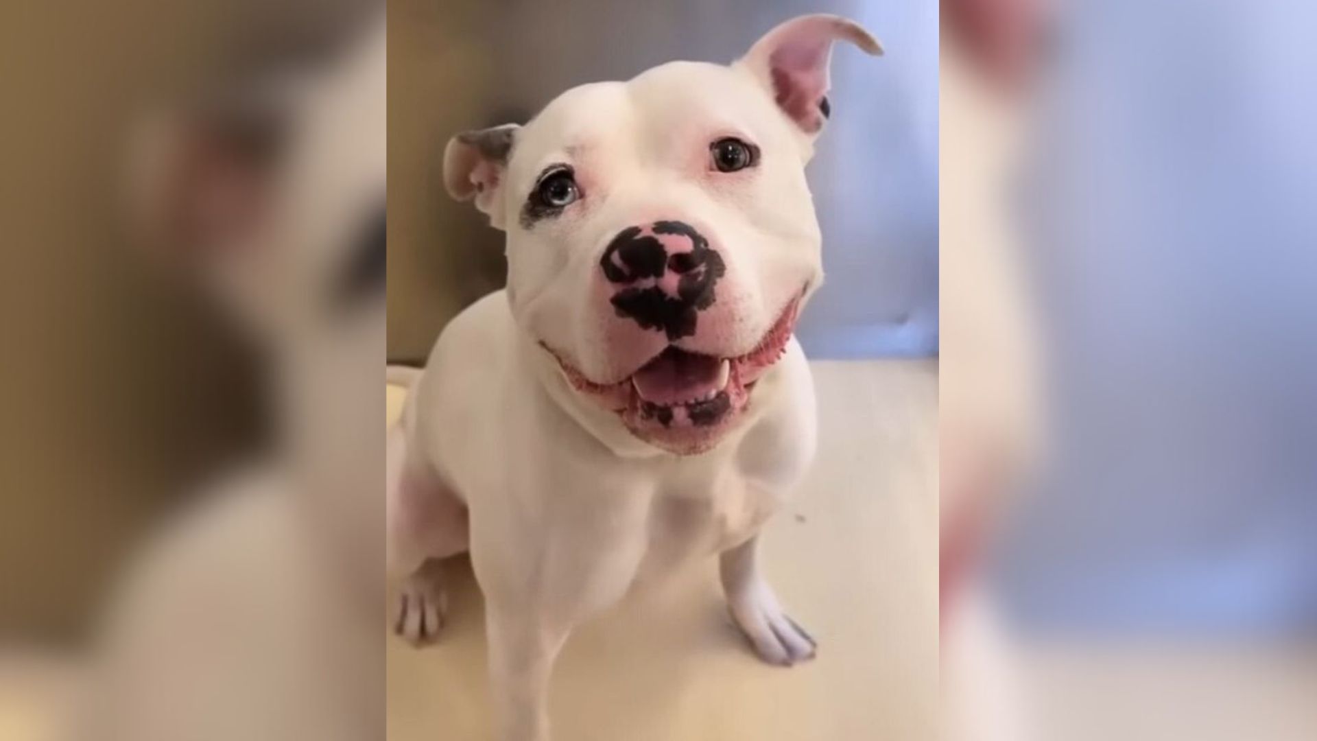 Shelter Volunteer Wanted To Adopt Her Dream Dog, But She Did Not Expect What Happened Next