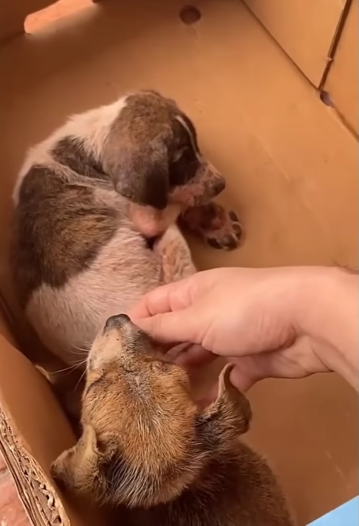 a woman caresses a dog in a box