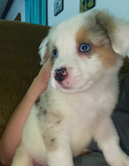 a woman caresses a puppy with blue eyes