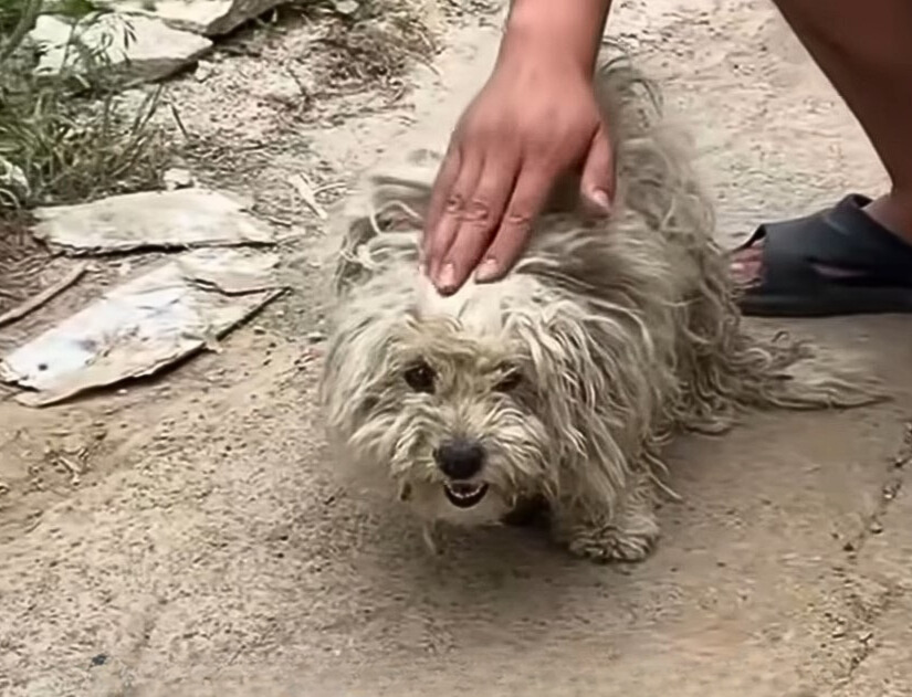 a woman caresses an abandoned puppy