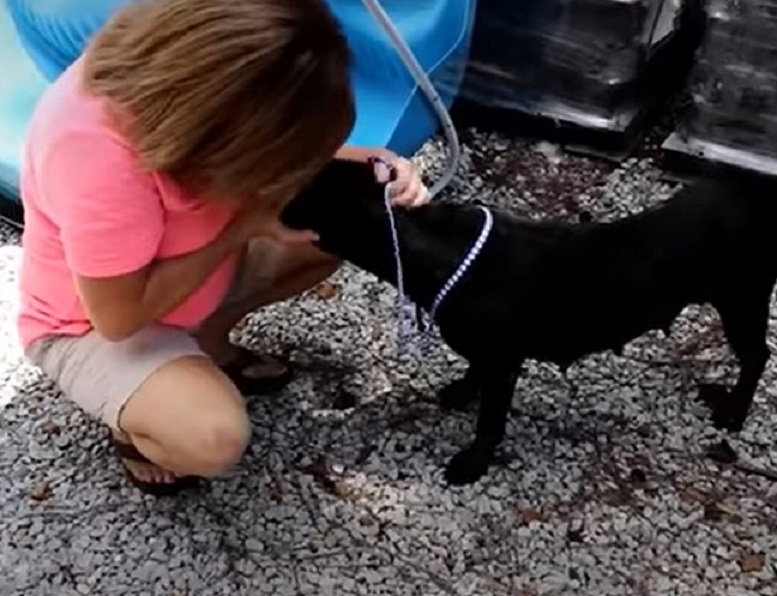 a woman petting a black dog on a leash