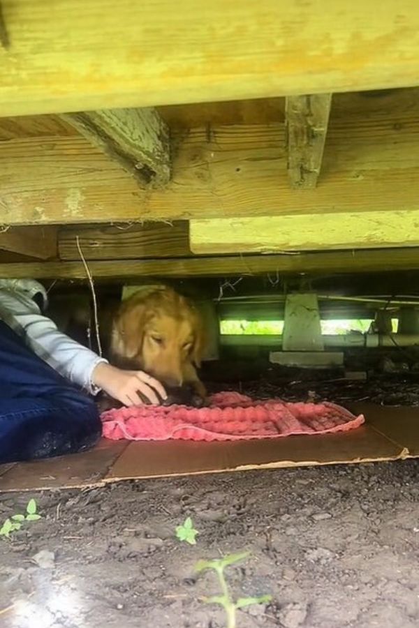 a woman rescues a golden retriever from under the house