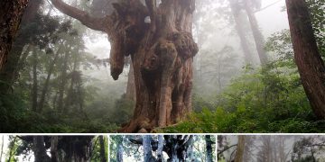 At The Base Of Mount Daimanji In Oki Islands Stands The Majestic 800-Year-Old Cedar Tree, A Natural Wonder