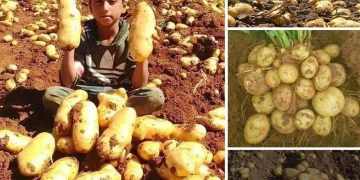 Celebrating Autumn’s Bounty With A Bountiful Potato Harvest From The Fields