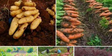 Revealing Nature’s Wonders: Delving Into The Enigmatic World Of Giant Subterranean Vegetables