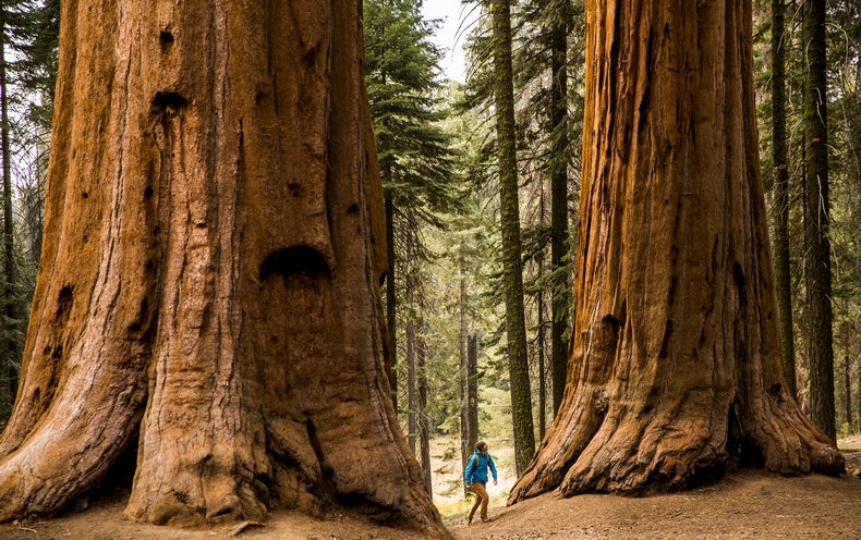 Meet the Giant Sequoia, the 'Super Tree' Built to Withstand Fire -  Scientific American