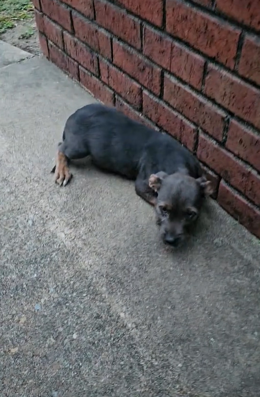 abandoned dog lying