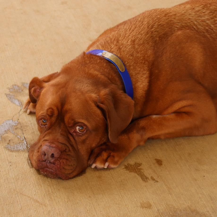 abandoned dog named rooney