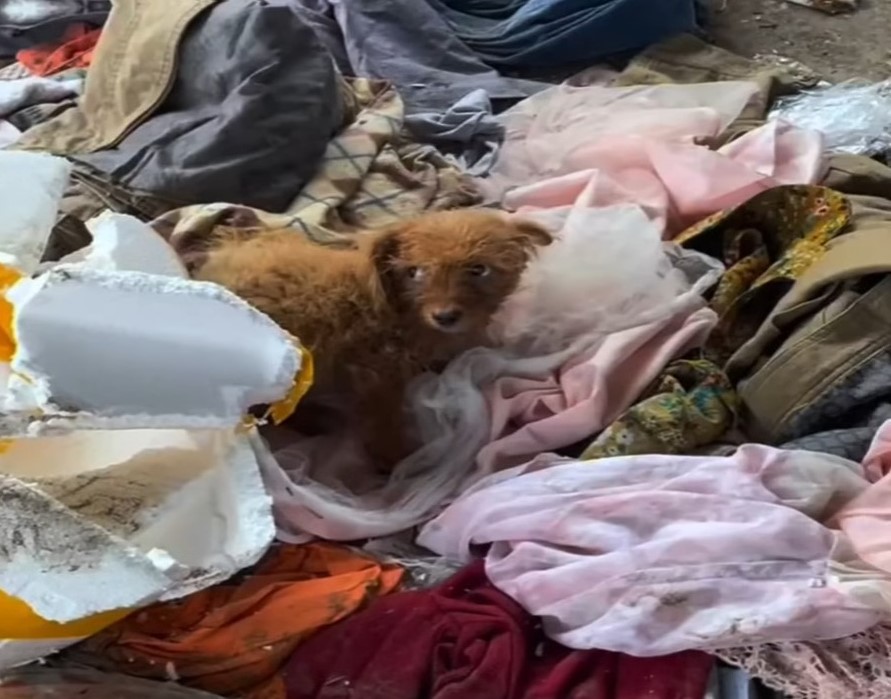 abandoned dog on the garbage dump