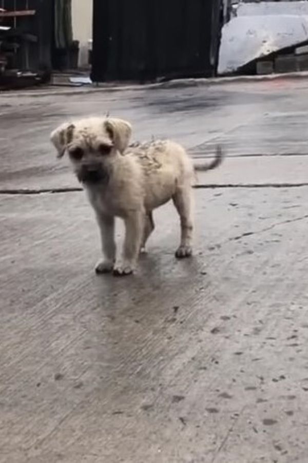 abandoned puppy on the street