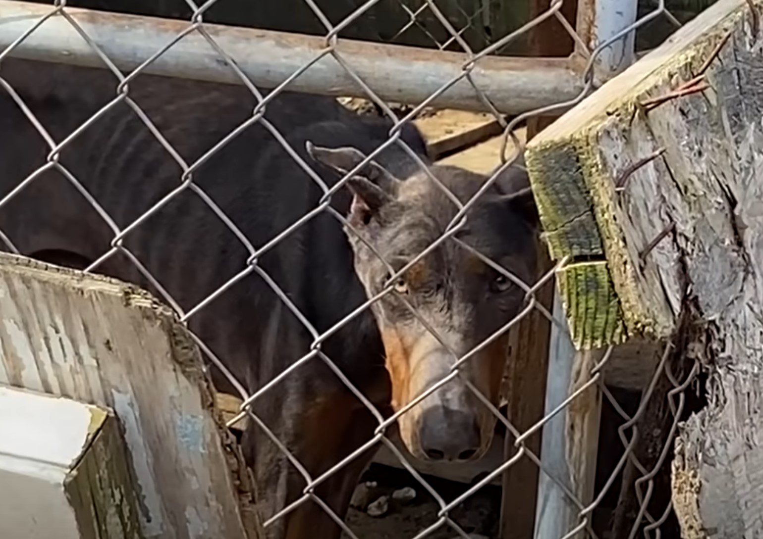 adorable Doberman