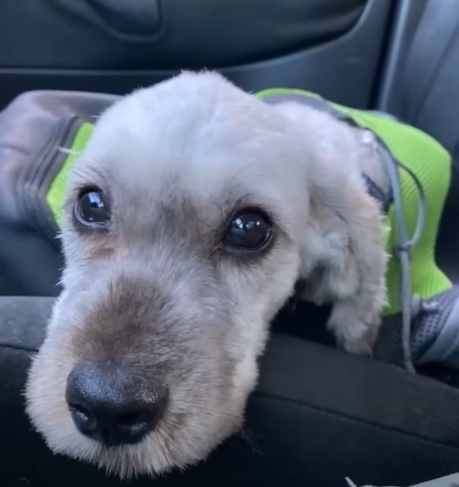 adorable dog laying down