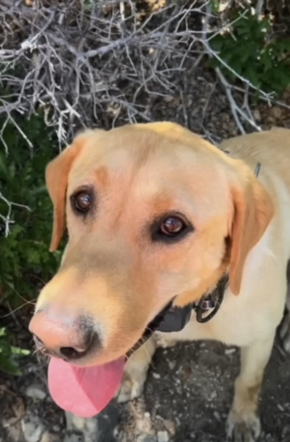 adorable dog with tongue out