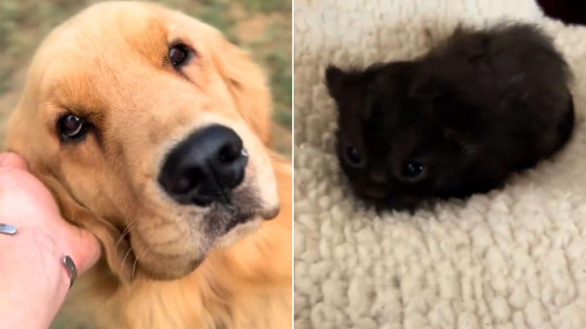 Adorable Golden Retriever Finds A Little Kitten In Backyard And Becomes The Best Furry Babysitter Ever