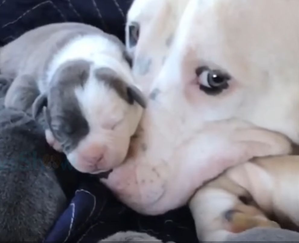 adorable newborn puppy with mama dog