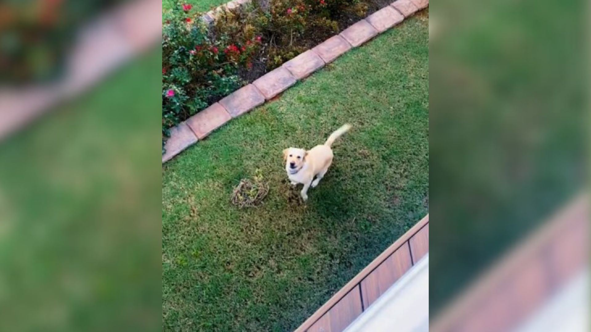 Adorable Pup Has The Sweetest Reaction To Seeing Her Parent After Being Separated For 2 Days